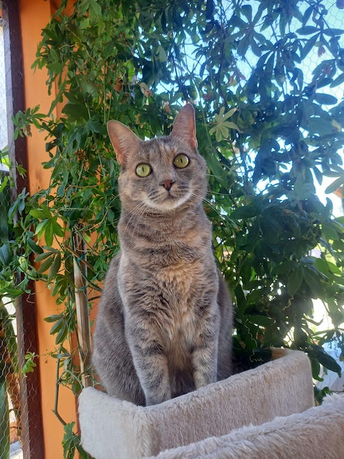 Le tariffe di GattiZen Brescia